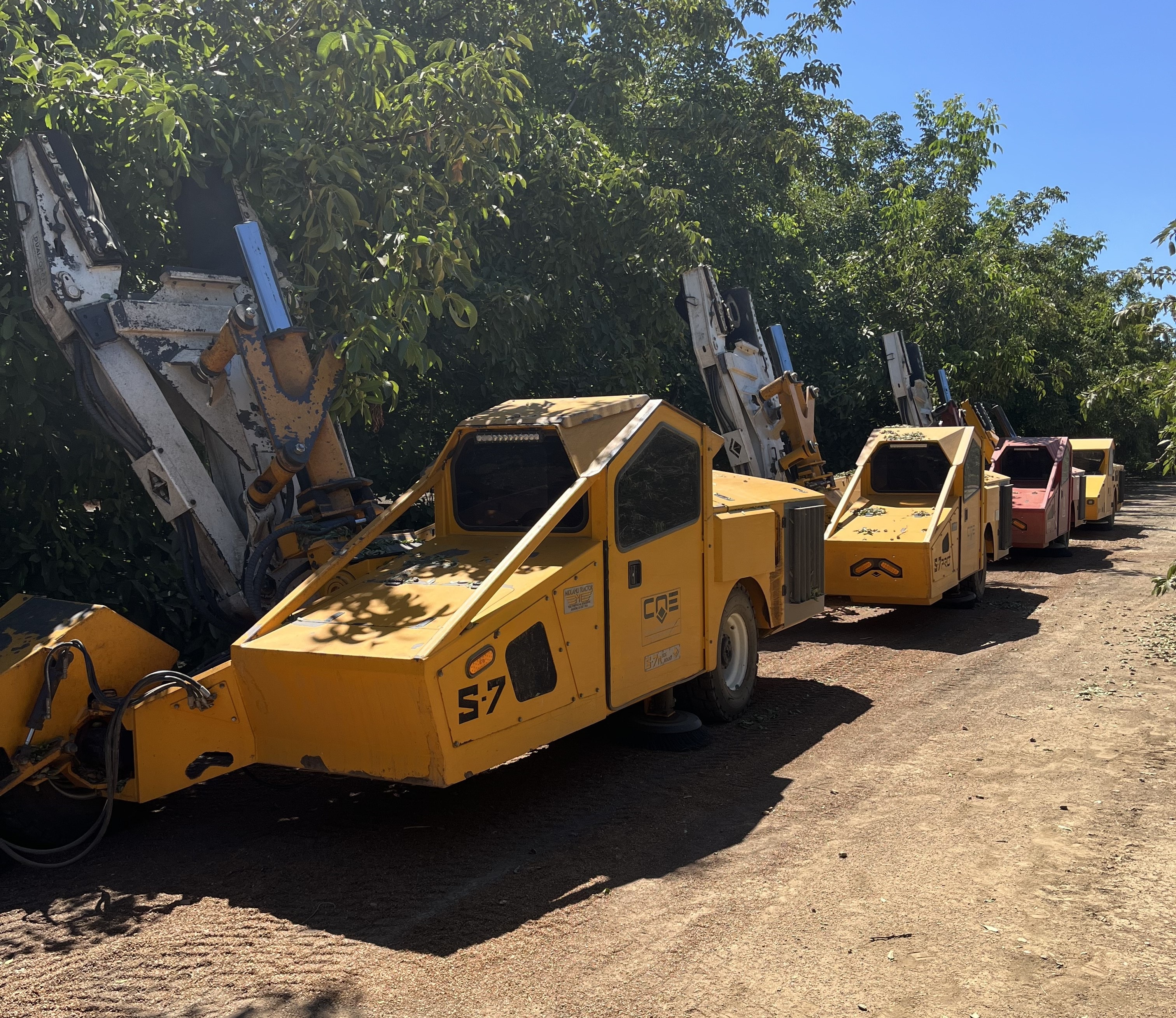 Mechanical tree shaker harvesting almonds